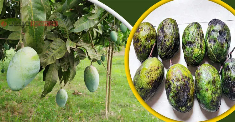 সময়ের আগেই বাজারে ‘নাক ফজলি’, ঠকছেন ক্রেতারা