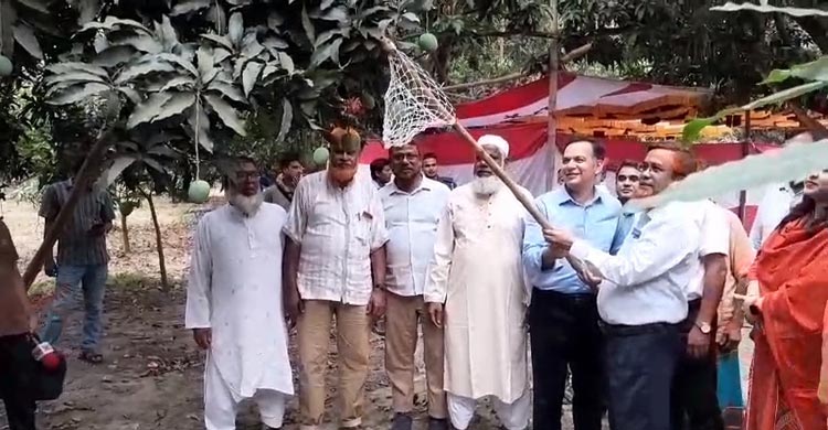 বাজারে উঠেছে চুয়াডাঙ্গার আম