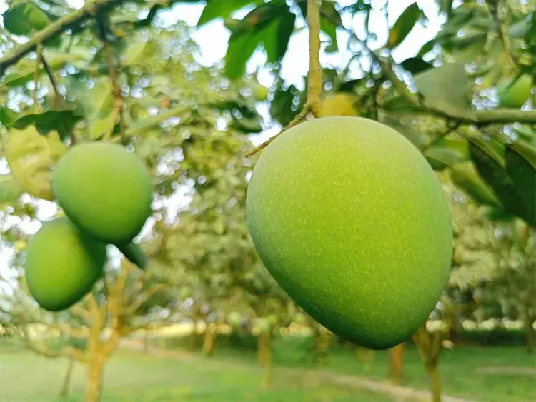 আম খেলে কি সত্যিই ওজন বাড়ে?
