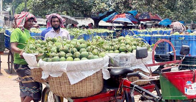কানসাটে আমের দাম নিয়ে হতাশ চাষিরা