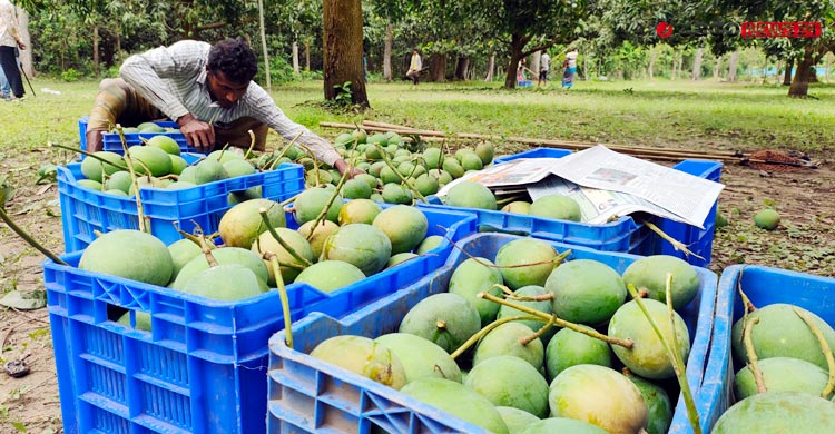আমের লাভ গিলে খাচ্ছে ক্যারেট