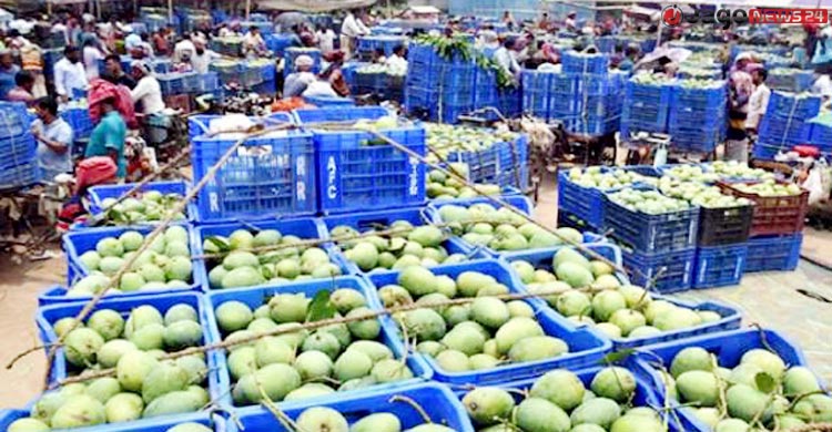 আমে লাভের আশা ফিকে ঈদের ছুটিতে