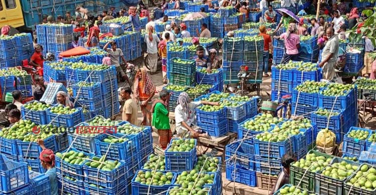 আমের লাভ গিলে খাচ্ছে ‘ঢলন’ প্রথা