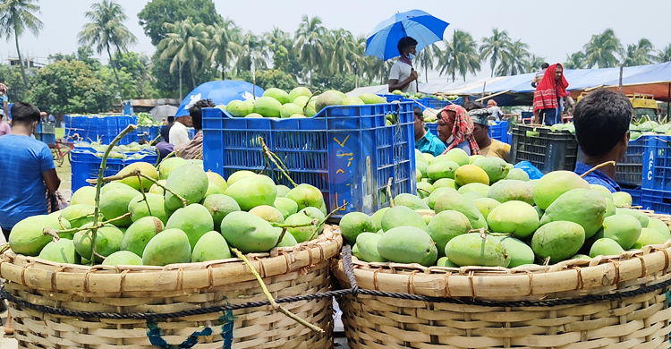 এ বছর আম রপ্তানি ২৭০০ টন, সবচেয়ে বেশি যুক্তরাজ্যে