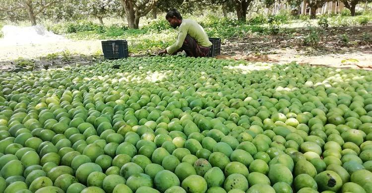 হিমসাগর আমের জিআই স্বীকৃতি, উচ্ছ্বসিত চাষিরা