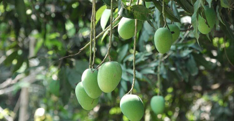 চাঁপাইনবাবগঞ্জে হবে আমের ‘হট ওয়াটার ট্রিটমেন্ট প্ল্যান্ট’