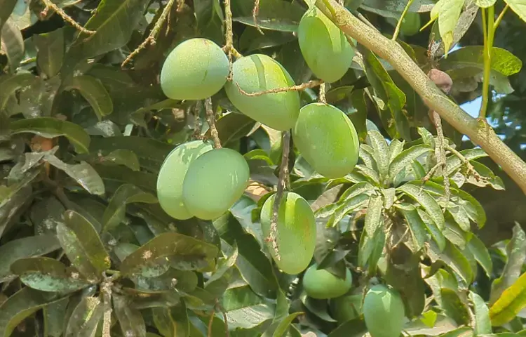 জানেন কাঁচা আম খেলে শরীরে কী ঘটে?