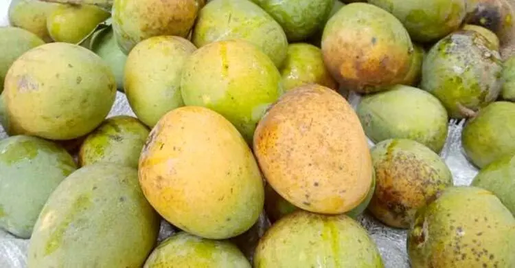 ১৫ মে থেকে বাজারে মিলবে সাতক্ষীরার হিমসাগর