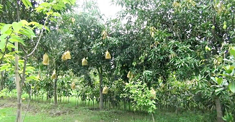 ফলন ভালো হলেও দাম নিয়ে হতাশ নাটোরের আম চাষিরা