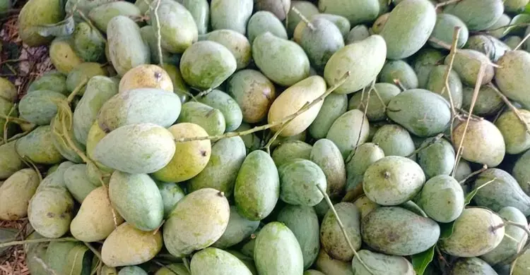 আম্রপালি আম