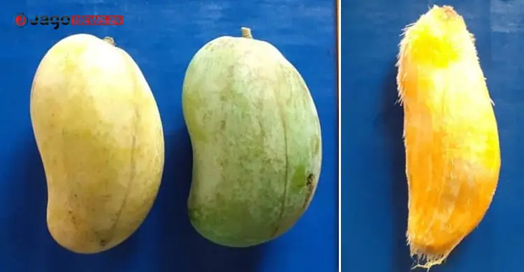 বাজারে আসছে আগাম জাতের আম ‘বারি-১৯’