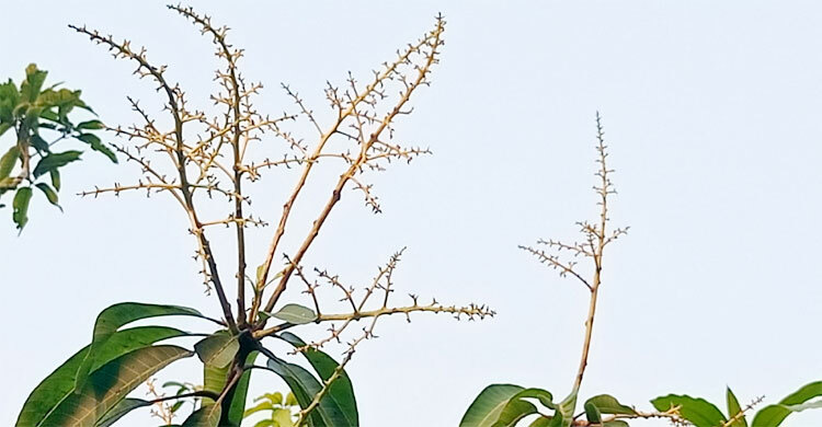 মুকুলে চোখ জুড়ালেও গুটিতে হতাশ