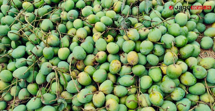 আমের লাভ গিলে খাচ্ছে ক্যারেট