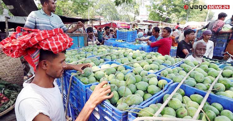 আমে লাভের আশা ফিকে ঈদের ছুটিতে