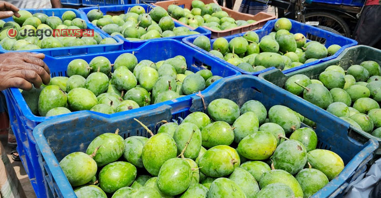 আমের লাভ গিলে খাচ্ছে ‘ঢলন’ প্রথা