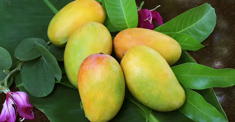 আম খেলে কি সত্যিই ওজন বাড়ে?
