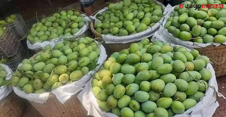 আমে চাঙা উত্তরাঞ্চলের অর্থনীতি, জীবিকায় জড়িত লাখো মানুষ