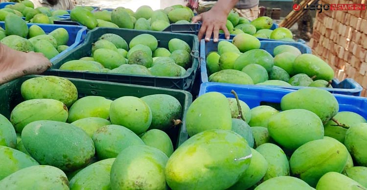 আমে লাভের আশা ফিকে ঈদের ছুটিতে