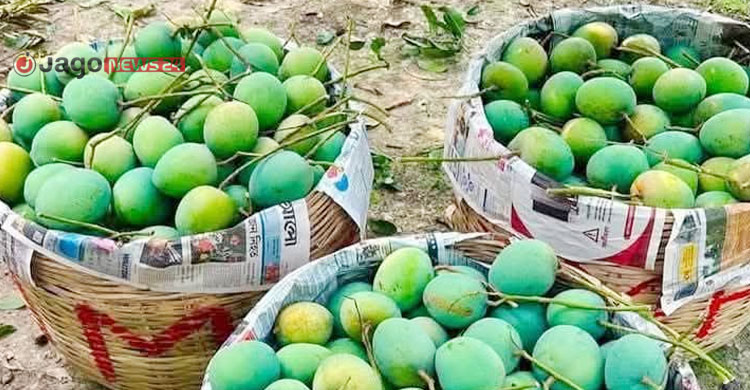 আমের লাভ গিলে খাচ্ছে ‘ঢলন’ প্রথা