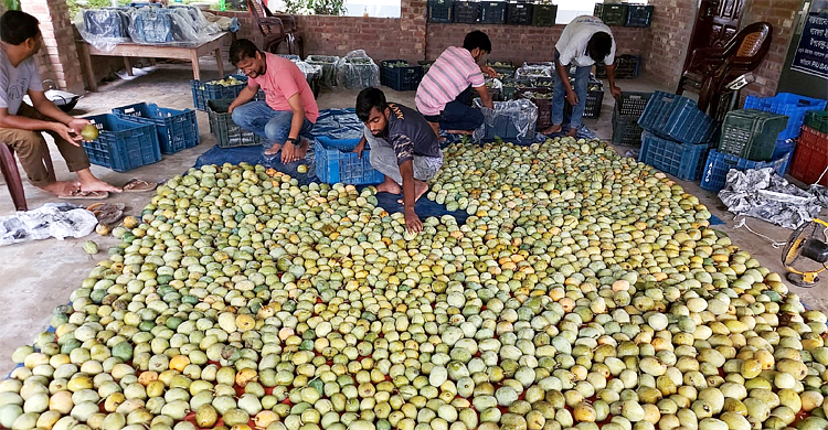 সরকারি সংরক্ষণাগারে পচে গেলো আম, দিশেহারা চাষি
