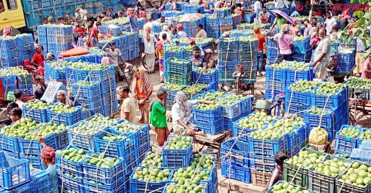 আমে লাভের আশা ফিকে ঈদের ছুটিতে