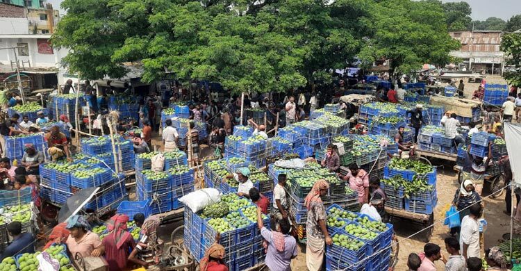 First pickings: Rajshahi mango markets welcome season