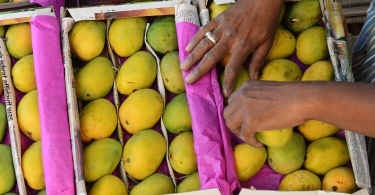 বৈরী আবহাওয়ায় ‘আমের রাজা’র উৎপাদন ক্ষতিগ্রস্ত, দুশ্চিন্তায় ব্যবসায়ীরা