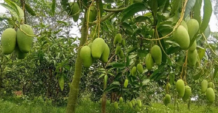 মালয়েশিয়ায় বাংলাদেশের আমের বাজার খুলছে