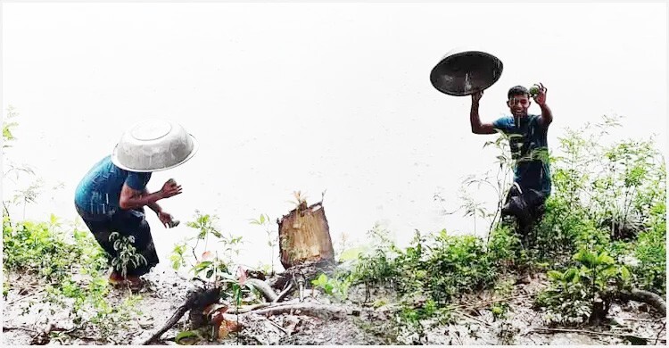 বাংলা সাহিত্যে আমের ঘ্রাণ