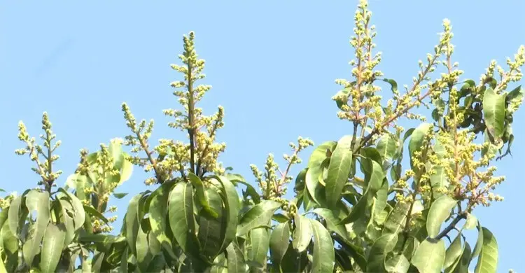 গ্রীষ্মকালের ছড়া: আমের কুঁড়ি