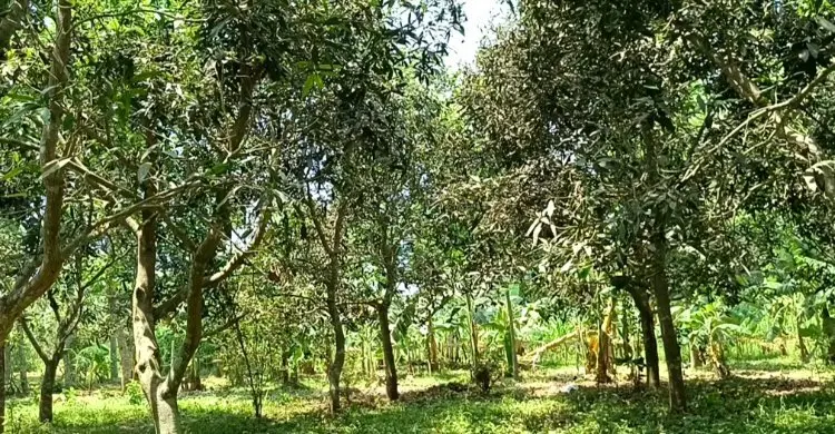 চুয়াডাঙ্গায় ঝরে পড়ছে আমের গুটি, লোকসানের আশঙ্কা