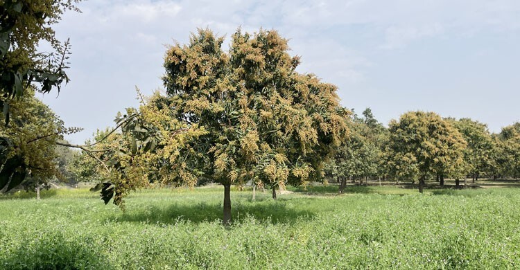 আমের মুকুলের মিষ্টি ঘ্রাণে ভরপুর চাঁপাইনবাবগঞ্জ