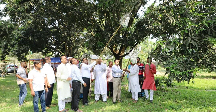 বাজারে পাওয়া যাচ্ছে চুয়াডাঙ্গার আম