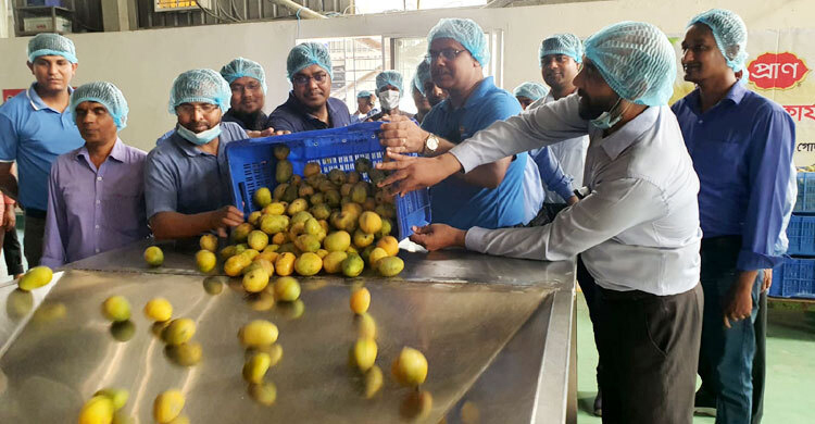 PRAN starts mango collection at Rajshahi, Natore factories