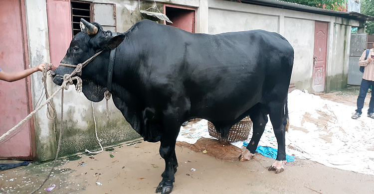‘কালো মানিক’র সেবায় দুই শ্রমিক, দিনে খাবার লাগে ১৫০০ টাকার