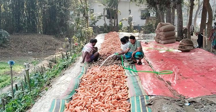 গাজরের বাম্পার ফলনেও হাসি নেই কৃষকের মুখে