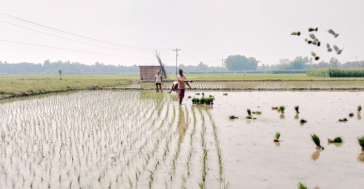মানিকগঞ্জে ইরি-বোরো আবাদে খরচ বেড়েছে
