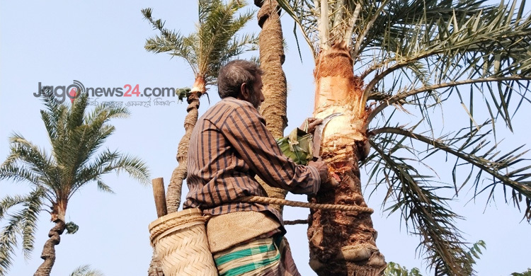 মানিকগঞ্জে খেজুর গাছ প্রস্তুতে ব্যস্ত গাছিরা