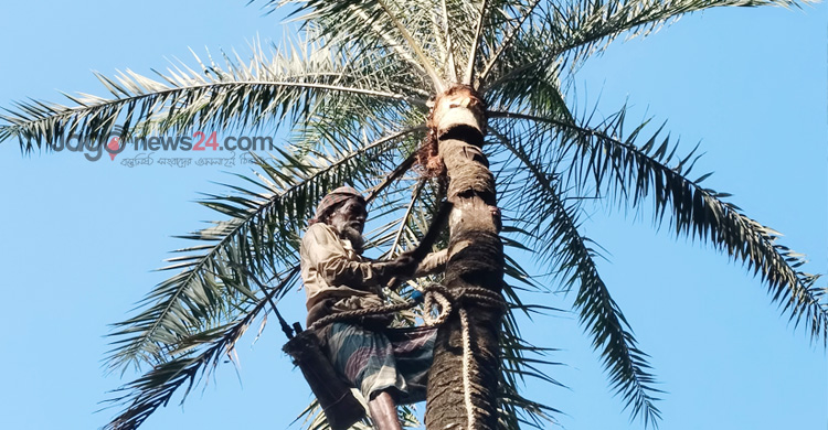 মানিকগঞ্জে খেজুর গাছ প্রস্তুতে ব্যস্ত গাছিরা