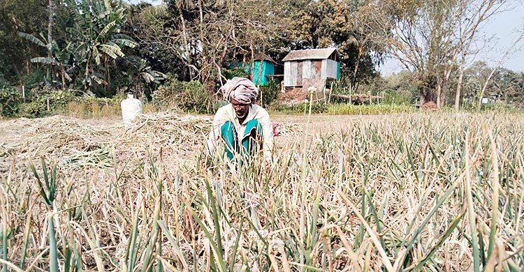 মুড়িকাটা পেঁয়াজের দাম না পেয়ে মাথায় হাত চাষিদের