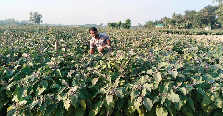 চরতিল্লি বাজারে প্রতিদিন ২০ লাখ টাকার বেগুন বেচাকেনা