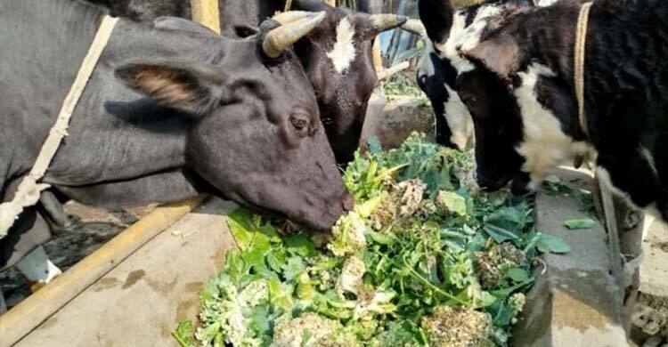 কষ্টে ফলানো ফুলকপি এখন গো-খাদ্য