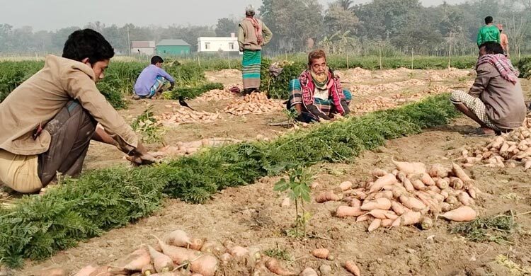 গাজরের বাম্পার ফলনেও হাসি নেই কৃষকের মুখে