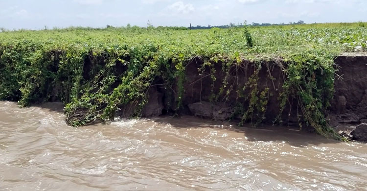 পদ্মা-যমুনার ভাঙনে ভিটেমাটি হারাচ্ছে হাজারো মানুষ