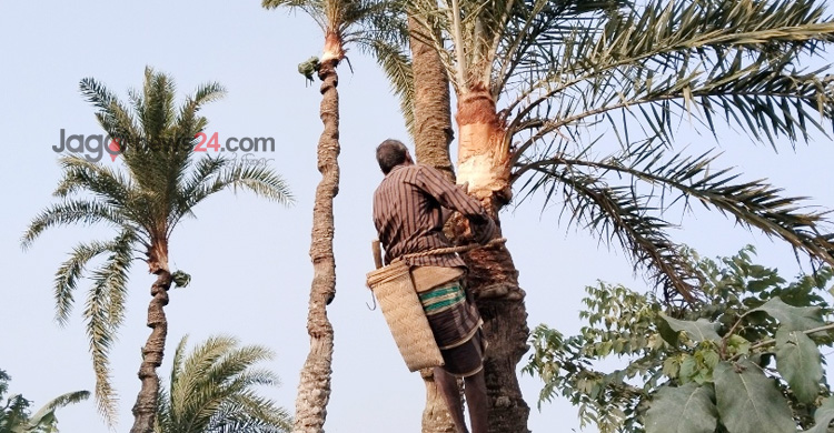মানিকগঞ্জে খেজুর গাছ প্রস্তুতে ব্যস্ত গাছিরা