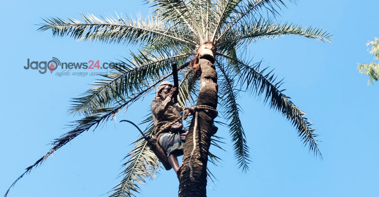 মানিকগঞ্জে খেজুর গাছ প্রস্তুতে ব্যস্ত গাছিরা