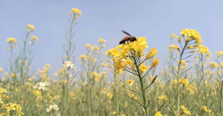 মানিকগঞ্জে বেড়েছে সরিষার আবাদ