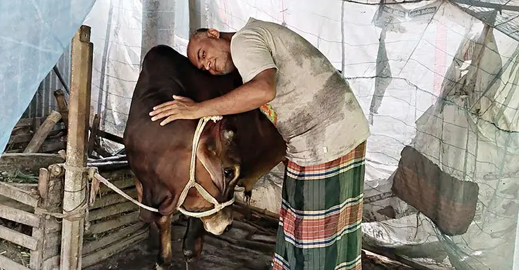 ভাইরাসে সর্বস্বান্ত খামারি, শেষ ভরসা ‘রাজাবাবু’