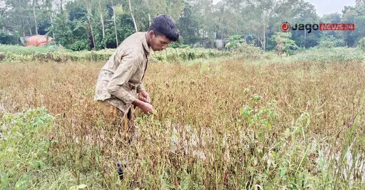 বৃষ্টিতে ভেসে গেল কৃষকের স্বপ্ন, গুনতে হচ্ছে লোকসানের হিসাব