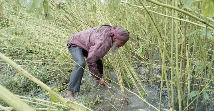 পাট কাটতে শ্রমিক সংকট, উৎপাদন ব্যয়ে চাপে কৃষক